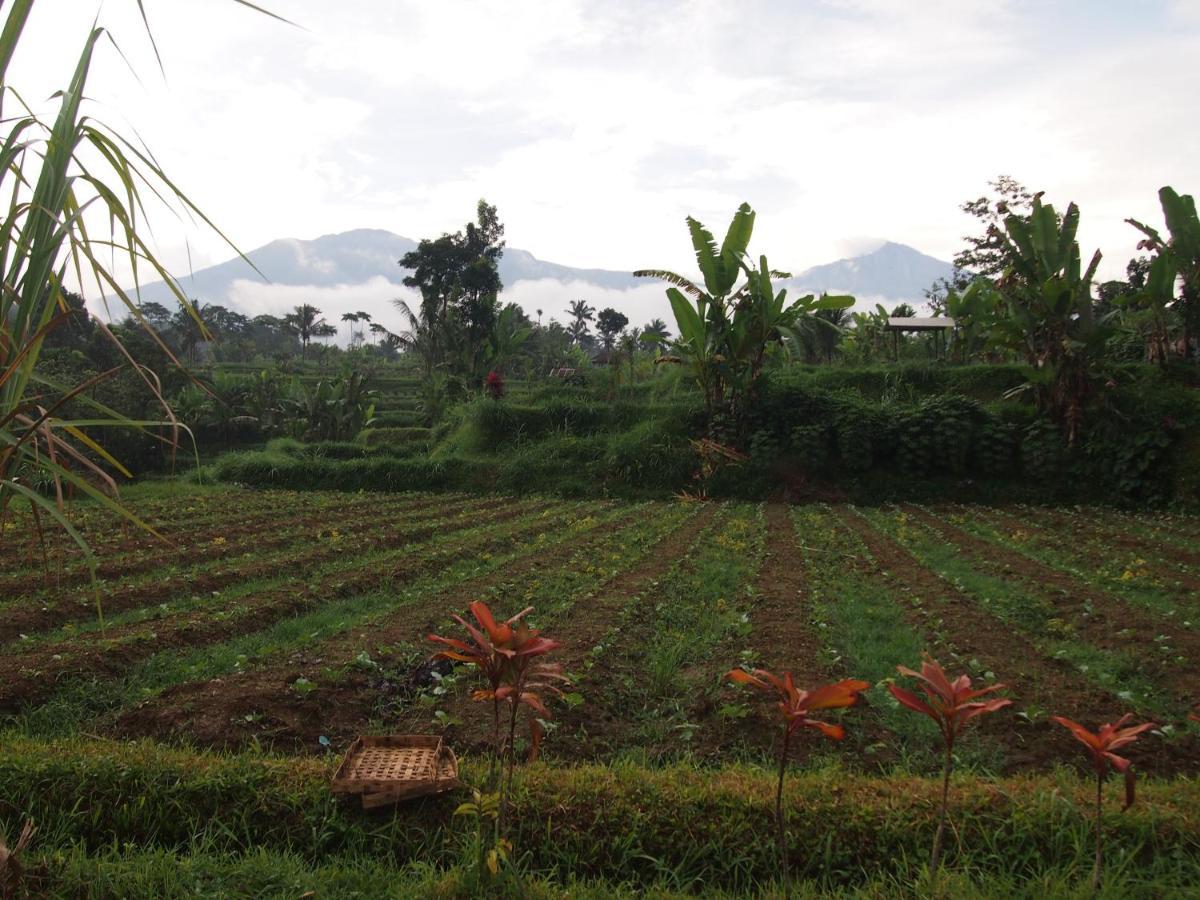 Tetebatu Mountain View Homestay מראה חיצוני תמונה